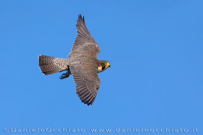 Peregrine (Falco pellegrino)