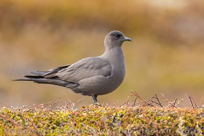 Arctic Skua (Stercorarius parasiticus)