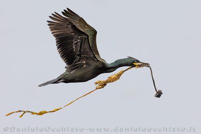 Shag (Phalacrocorax aristotelis))