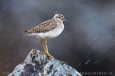 Wood Sandpiper (Tringa glareola)