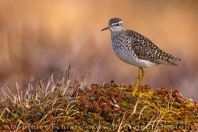 Wood Sandpiper (Tringa glareola)