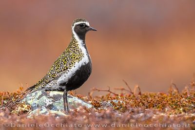 Piviere dorato; European Golden Plover; Pluvialis apricaria