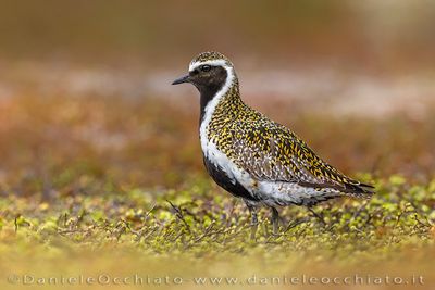 Eurasian Golden Plover (Pluvialis apricaria)