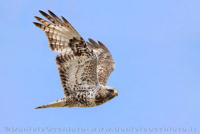 Rough-legged Buzzard (Buteo lagopus)