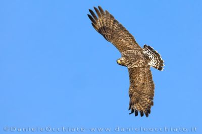 Rough-legged Buzzard (Buteo lagopus)