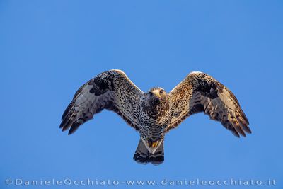 Rough-legged Buzzard (Buteo lagopus)