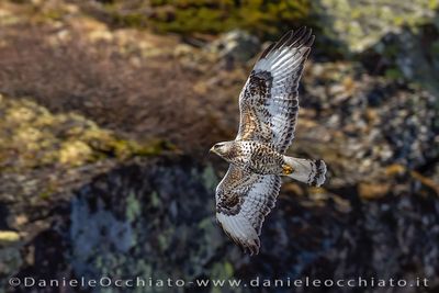 Rough-legged Buzzard (Buteo lagopus)