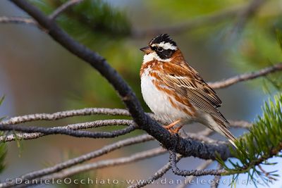 Rustic Bunting (Emberiza rustica)