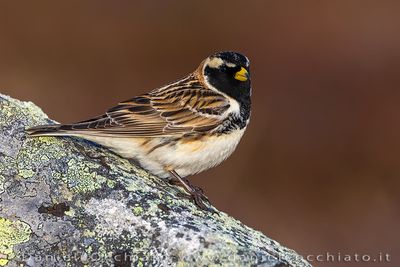 Lapland Bunting (Calcarius lapponicus)