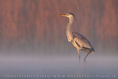 Grey Heron (Airone cenerino)
