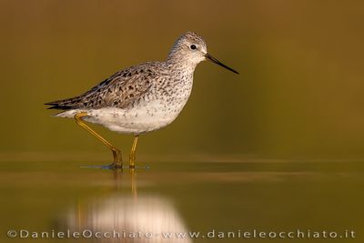 Marsh Sandpiper (Tringa stagnatilis)