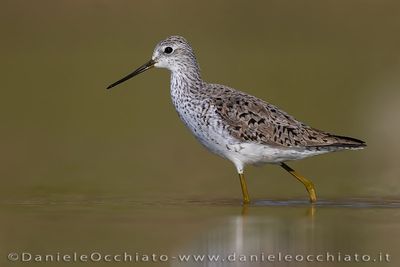 Marsh Sandpiper (Tringa stagnatilis)