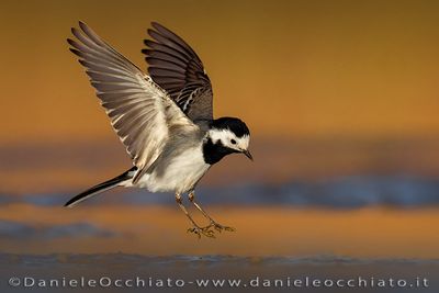 White Wagtail (Motacilla alba)