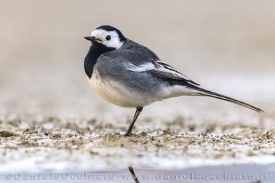 Pied Wagtail (Motacilla alba yarrellii)