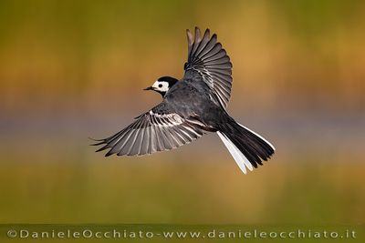 Pied Wagtail (Motacilla alba yarrellii)