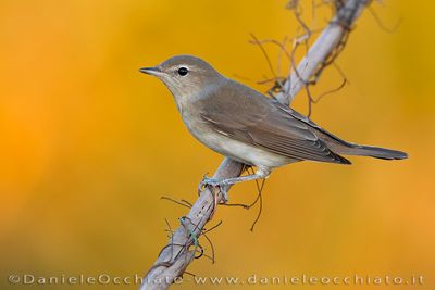 Garden Warbler (Sylvia borin)