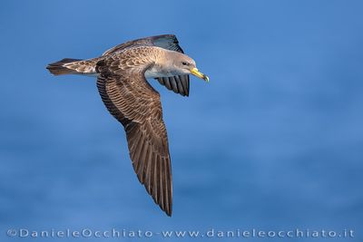 Scopoli's Shearwater (Calonectris diomedea)