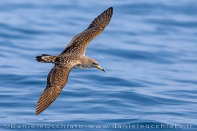 Scopoli's Shearwater (Calonectris diomedea)