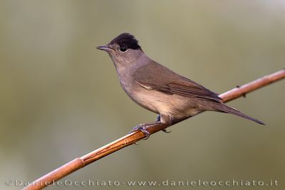 Blackcap (Sylvia atricapilla)