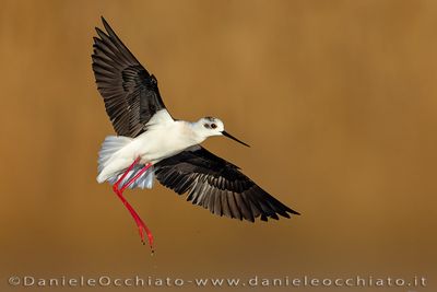 Black-winged Stilt (Himantopus himantopus)