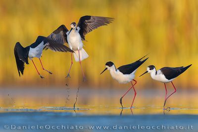 Black-winged Stilt (Himantopus himantopus)