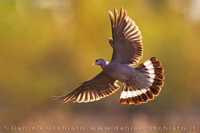 Common Woodpigeon (Columba palumbus)