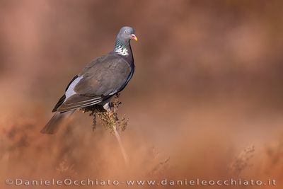 Common Woodpigeon (Columba palumbus)