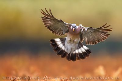 Common Woodpigeon (Columba palumbus)