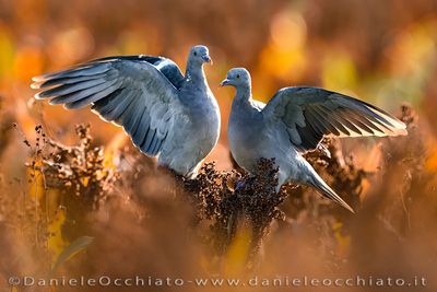 Common Woodpigeon (Columba palumbus)