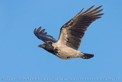 Hooded Crow (Corvus cornix)