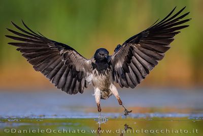 Hooded Crow (Corvus cornix)