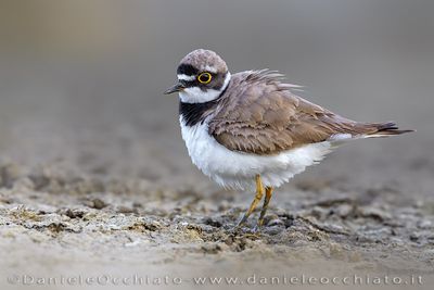 Little Ringed Plover (Charadrius dubius)