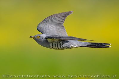 Common Cuckoo (Cuculus canorus)