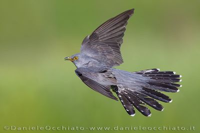 Common Cuckoo (Cuculus canorus)