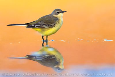 Yellow Wagtail (Motacilla flava)