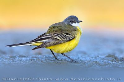 Ashy-headed Yellow Wagtail (Motacilla flava cinereocapilla)