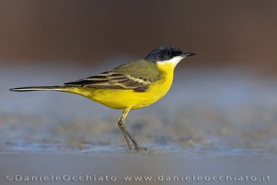 Ashy-headed Wagtail (Motacilla flava cinereocapilla)