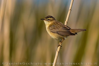 Sedge Warbler (Acrocephalus shoenobaenus)