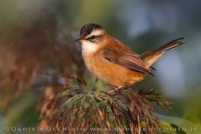 Moustached Warbler (Acrocephalus melanopogon)