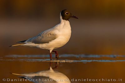 Common Black-headed Gull (Croicocephalus ridibundus)