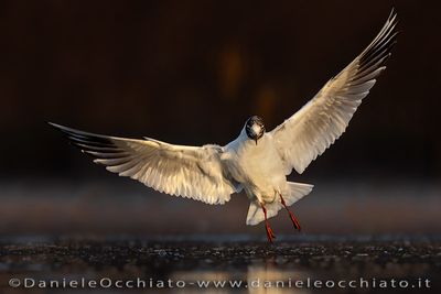 Common Black-headed Gull (Croicocephalus ridibundus)