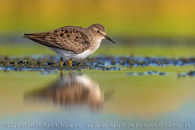 Temminck's Stint (Calidris temminckii)