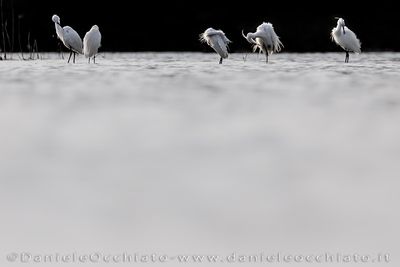 Little Egret (Egretta garzetta)