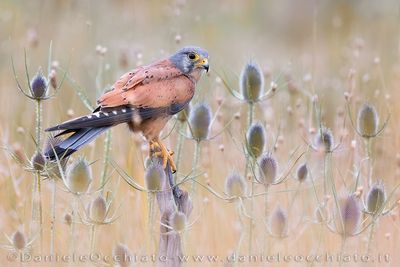 Eurasian Kestrel (Falco tinnunculus)