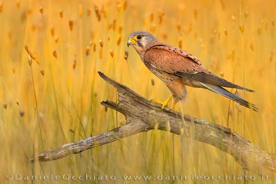 Eurasian Kestrel (Falco tinnunculus)