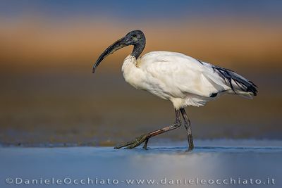 Sacred Ibis (Threskiornis aethiopicus)