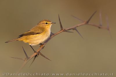 Common Chiffchaff (Phylloscopus collybita)