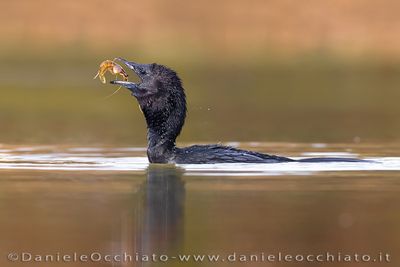 Pygmy Cormorant (Microcarbo pygmeus)