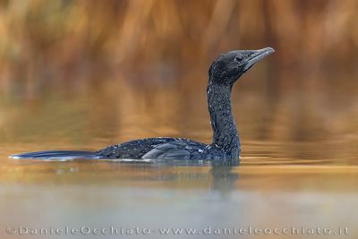 Pygmy Cormorant (Microcarbo pygmeus)