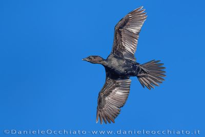 Pygmy Cormorant (Microcarbo pygmeus)